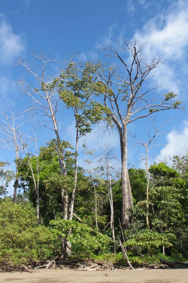 مبيت وإفطار Drakes Bay Casa Horizontes Corcovado المظهر الخارجي الصورة